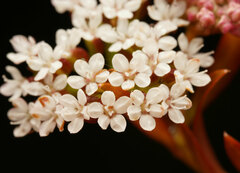 Platysace lanceolata