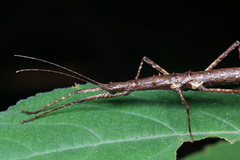 Neohirasea