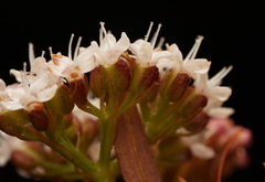 Platysace lanceolata