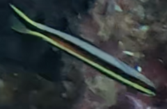 Trachinops taeniatus