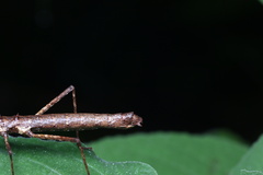 Neohirasea