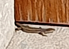 Psammodromus algirus