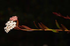 Platysace lanceolata