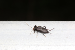 Allodahlia bispina