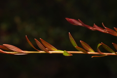 Platysace lanceolata