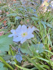 Eriocapitella hupehensis