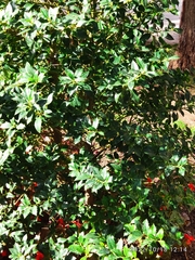 Ilex aquifolium