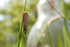 Chrysoteuchia culmella