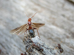 Papyrius