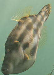 Meuschenia trachylepis