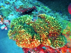 Oxypora crassispinosa