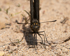 Battus polydamas psittacus