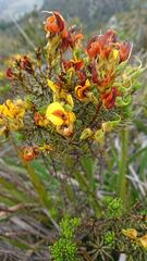 Cyclopia genistoides