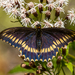 Papilio Negro - Photo (c) Nicolás Villaseca Merino, algunos derechos reservados (CC BY-NC), subido por Nicolás Villaseca Merino