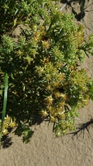 Echinophora spinosa