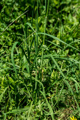 Bromus catharticus