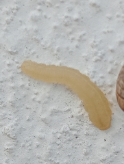 Plodia interpunctella