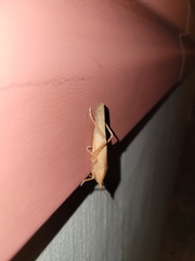 Pyrgocorypha uncinata