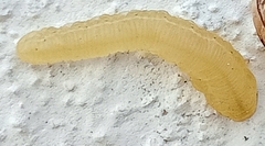 Plodia interpunctella