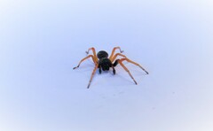 Trachelopachys