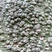 Pertusaria pertusa - Photo (c) le_biologiste, some rights reserved (CC BY-NC), uploaded by le_biologiste