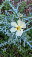 Argemone ochroleuca
