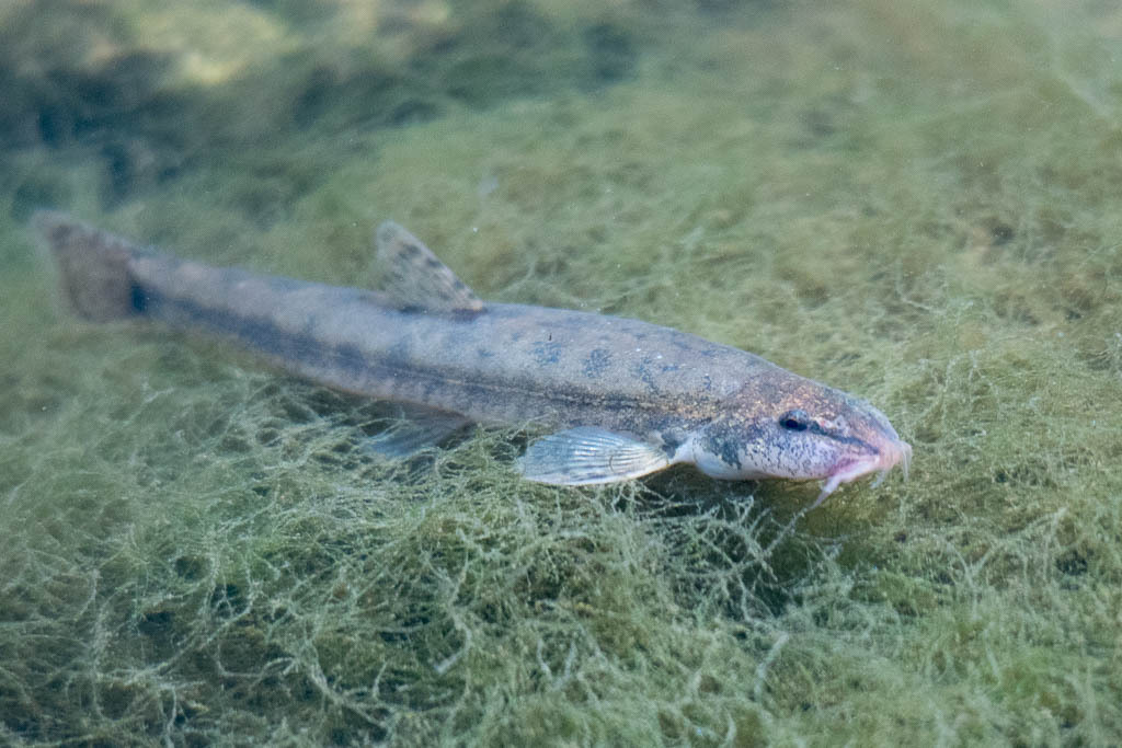 Stone Loach, photo 1 of 9