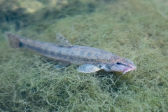 Barbatula barbatula