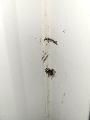Parasteatoda tepidariorum