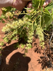 Terminalia petiolaris