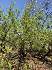 Terminalia petiolaris