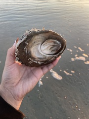 Megastraea undosa