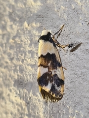 Philenora aspectalella