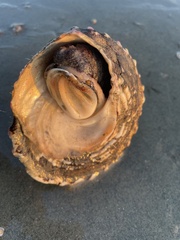 Megastraea undosa