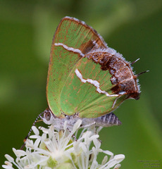 Chlorostrymon simaethis