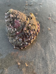 Megastraea undosa