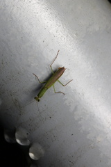 Odontomantis