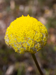 Craspedia variabilis