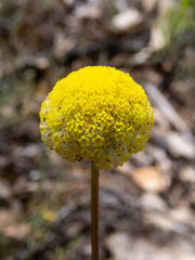 Craspedia variabilis