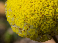 Craspedia variabilis