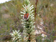 Trichostetha bicolor