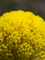 Craspedia variabilis