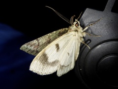Dindica virescens