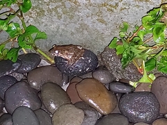 Fejervarya limnocharis