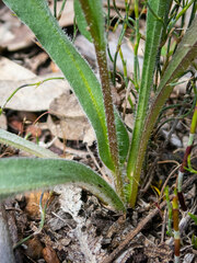 Craspedia variabilis