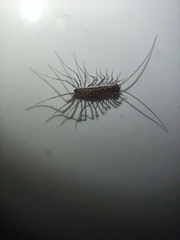 Thereuonema tuberculata