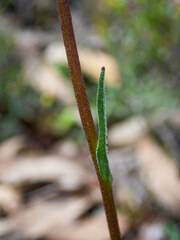 Craspedia variabilis