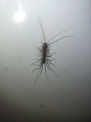 Thereuonema tuberculata