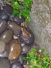 Fejervarya limnocharis