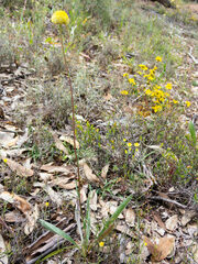 Craspedia variabilis